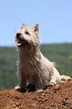 CAIRN TERRIER 484